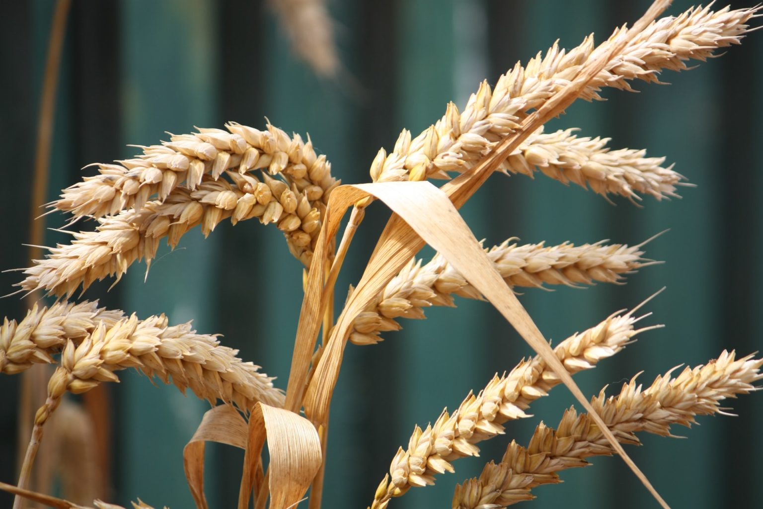 cbsa-launches-investigation-into-alleged-wheat-gluten-dumping-carson